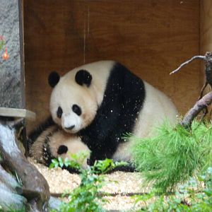 2/6/10 - Bai Yun and Yun Zi