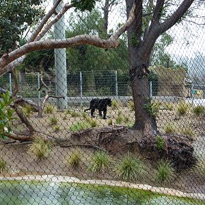 2/6/10 - EO - Orson the Black Jaguar