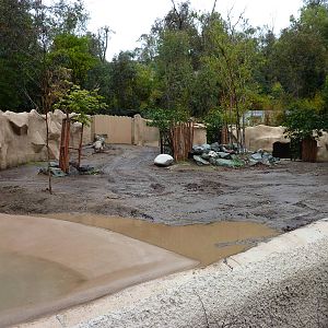 2/6/10 - Red River Hog exhibit