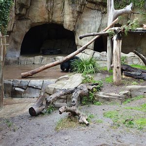 2/6/10 - Bear Canyon - Sloth Bear