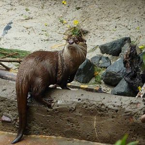 2/6/10 - Cape Clawless Otter