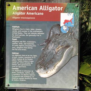 American Alligator Signage