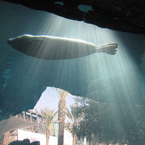 Harbor Seal: Sea Life Cliffs