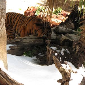 Sumatran Tiger: Snow Days, Day 2