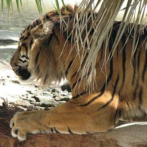 Sumatran Tiger: Snow Days, Day 2