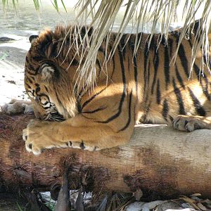 Sumatran Tiger: Snow Days, Day 2