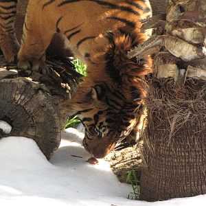 Sumatran Tiger: Snow Days, Day 2
