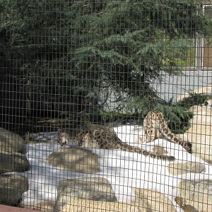 Snow Leopards: Snow Day 2
