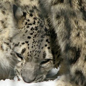 Snow Leopard: Snow Day 2