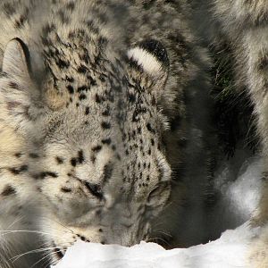Snow Leopard: Snow Day 2