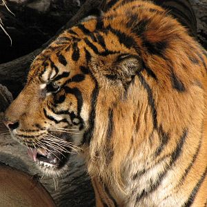 Sumatran Tiger