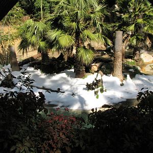 Sumatran Tiger Habitat: Snow Day 2