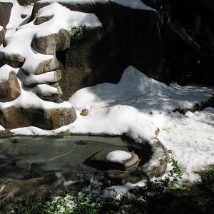 American Black Bear Enclosure: Snow Day 2