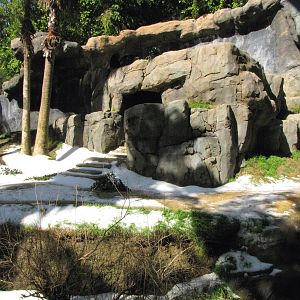 Chimpanzee Habitat: Snow Day 2