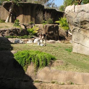 Campo Gorilla Reserve