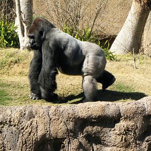Kelly The Silverback