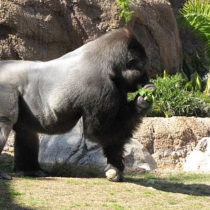 Kelly The Silverback