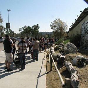 I Have Never Seen Lines This Long At The Zoo!