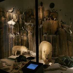 Arctic fauna panorama