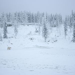 Polar bear enclosure