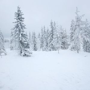 Polar bear enclosure