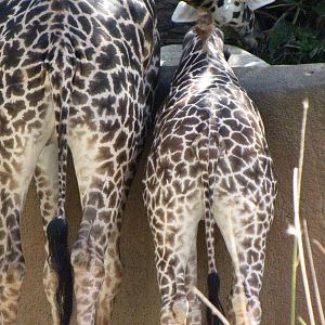 Masai Giraffes