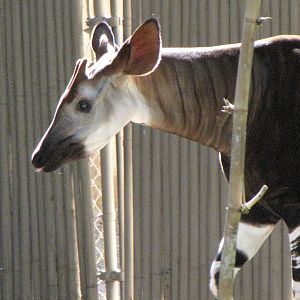 Okapi
