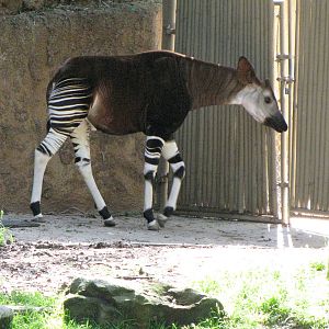Okapi