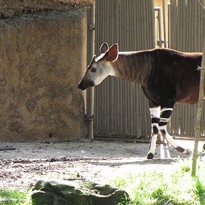 Okapi