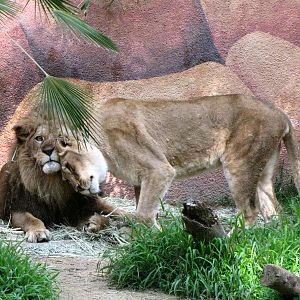 African Lions