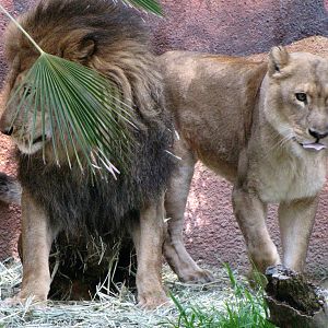 African Lions