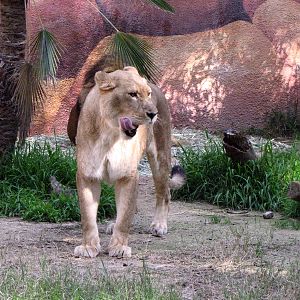 African Lioness