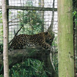 Amur Leopard