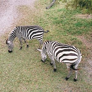 Common Zebra