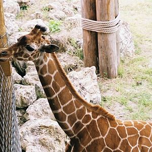 Giraffe