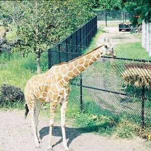 Giraffe