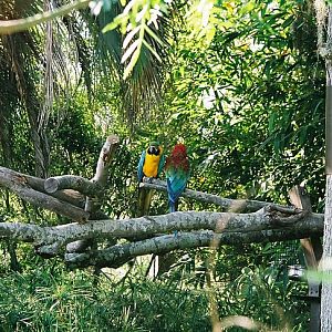 Macaws