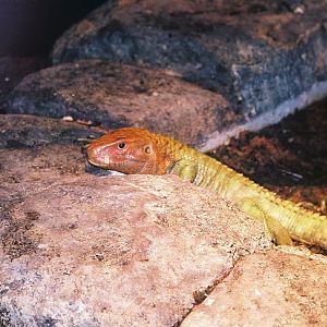 Camain Lizard