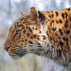 Female Amur Leopard