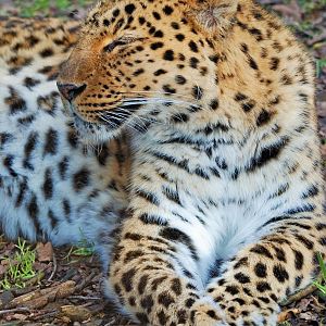 Male Amur Leopard