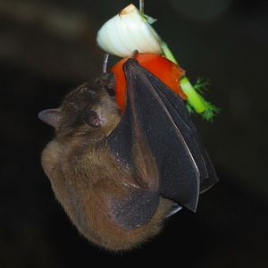 Egyptian Fruit Bat