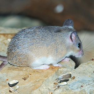 Spiny Tailed Mouse