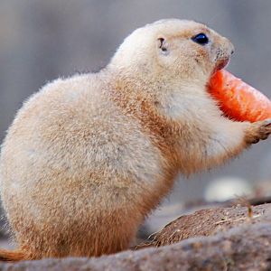 Black-tailed Prairie Dog