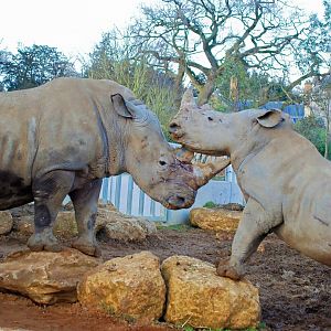 White Rhinos