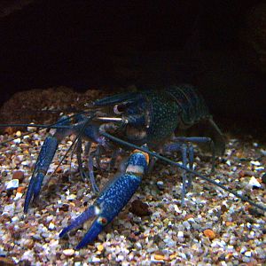 Blue Crayfish at Matlock Bath Aquarium 14/02/10