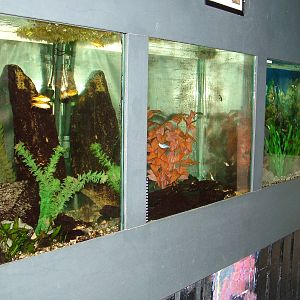 Tropical Freshwater Tanks at Matlock Bath Aquarium 14/02/10