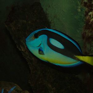 Regal Tang at Matlock Bath Aquarium 14/02/10