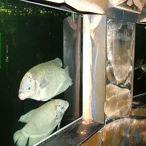 Giant Gouramis at Matlock Bath Aquarium 14/02/10