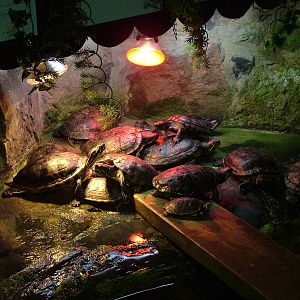 Terrapins at Matlock Bath Aquarium 14/02/10