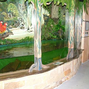 South American Tank at Matlock Bath Aquarium 14/02/10